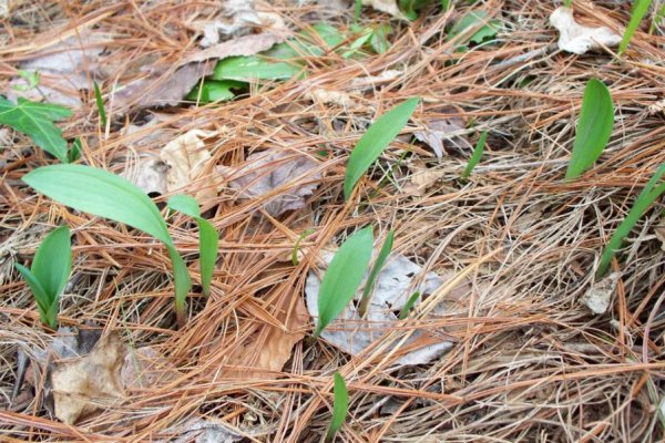 Как зайти на kraken маркетплейс